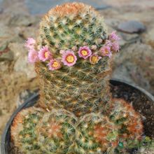 A photo of Mammillaria carmenae