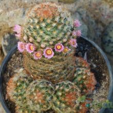 A photo of Mammillaria carmenae