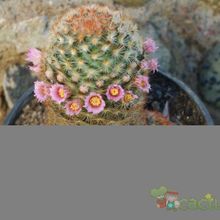 A photo of Mammillaria carmenae