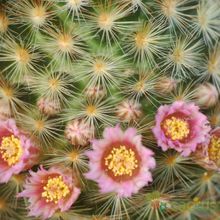 A photo of Mammillaria carmenae