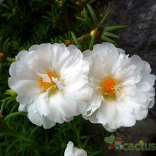 A photo of Portulaca grandiflora