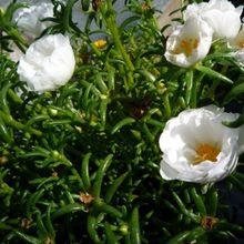 A photo of Portulaca grandiflora