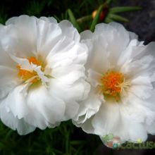 A photo of Portulaca grandiflora