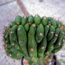 Una foto de Echinopsis pachanoi fma. crestada