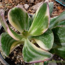 Una foto de Crassula ovata fma. variegada
