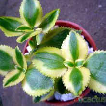 Una foto de Crassula sarmentosa fma. variegada