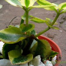 A photo of Crassula sarmentosa fma. variegada