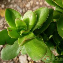 A photo of Crassula undulata