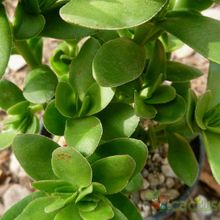 A photo of Crassula undulata