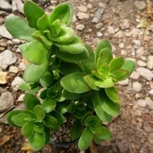 A photo of Crassula undulata