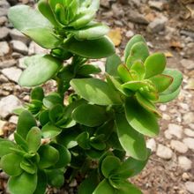 A photo of Crassula undulata