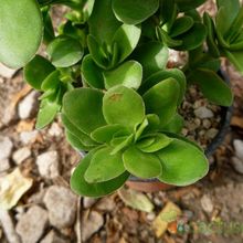 A photo of Crassula undulata