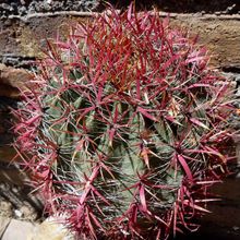 A photo of Ferocactus cylindraceus subsp. lecontei 