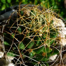 A photo of Mammillaria decipiens ssp. camptotricha