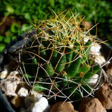 A photo of Mammillaria decipiens ssp. camptotricha