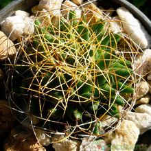 A photo of Mammillaria decipiens ssp. camptotricha