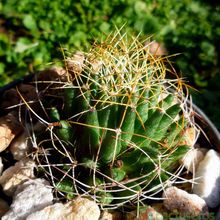 A photo of Mammillaria decipiens ssp. camptotricha