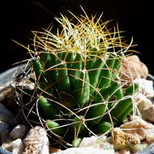 A photo of Mammillaria decipiens ssp. camptotricha