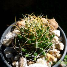 A photo of Mammillaria decipiens ssp. camptotricha