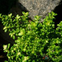 A photo of Pilea microphylla