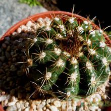 A photo of Parodia schwebsiana