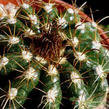 A photo of Parodia schwebsiana