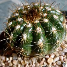 A photo of Parodia schwebsiana