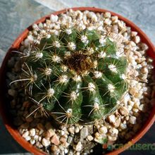 A photo of Parodia schwebsiana