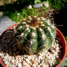 A photo of Parodia schwebsiana