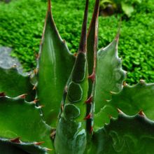 A photo of Agave montana  