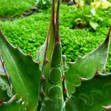 A photo of Agave montana  