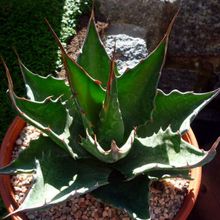 A photo of Agave montana  