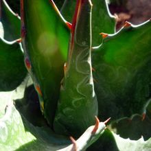 A photo of Agave montana  