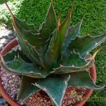 A photo of Agave montana  