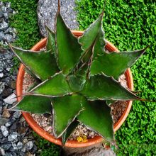 A photo of Agave montana  