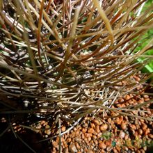 A photo of Echinopsis ferox