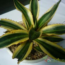 Una foto de Agave univittata fma. quadricolor 