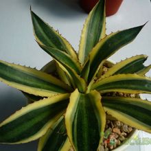 Una foto de Agave univittata fma. quadricolor 