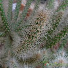 Una foto de Cylindropuntia spinosior