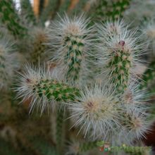 Una foto de Cylindropuntia spinosior