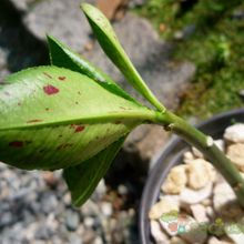 Una foto de Euphorbia umbellata