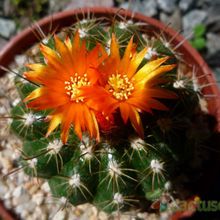 A photo of Parodia schwebsiana