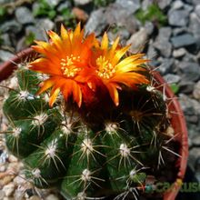 A photo of Parodia schwebsiana