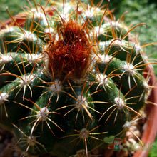 A photo of Parodia schwebsiana