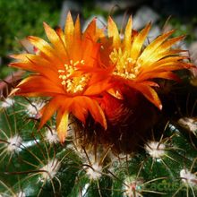 A photo of Parodia schwebsiana