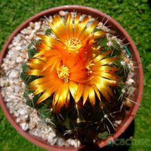 A photo of Parodia schwebsiana