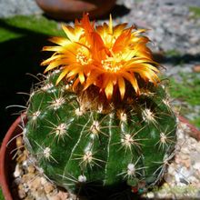 A photo of Parodia schwebsiana