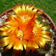 A photo of Parodia schwebsiana