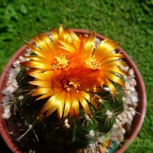 A photo of Parodia schwebsiana