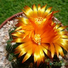 A photo of Parodia schwebsiana